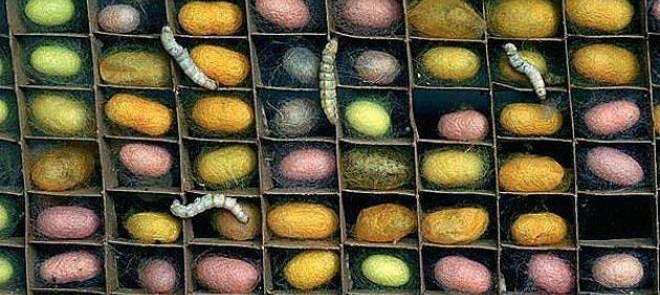 fattoria_bio_sociale